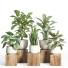 Flowerpots Indoor Plant Set 49 - nr.asgari