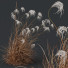 Hierba Plantas miscanthus nepalensis sinensis sarabanda adagio versión 06 ventoso - Pandora-land