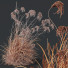 Hierba Plantas miscanthus nepalensis sinensis sarabanda adagio versión 06 ventoso - Pandora-land