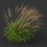 Trawa Molinia Caerulea Heidebraut Kleines Pfeifengras Version 04 Windy - Pandora-land