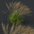 Trawa Molinia Caerulea Heidebraut Kleines Pfeifengras Version 04 Windy - Pandora-land