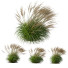 Trawa Molinia Caerulea Heidebraut Kleines Pfeifengras Version 04 Windy - Pandora-land