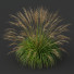 Trawa Molinia Caerulea Heidebraut Kleines Pfeifengras Version 04 - Pandora-land