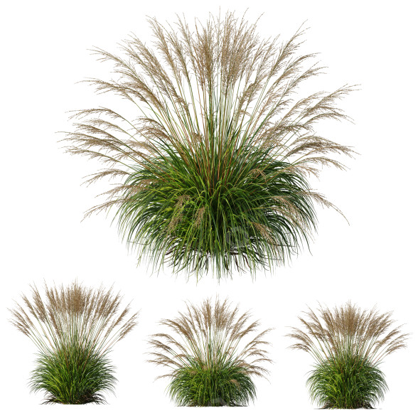 Trawa Molinia Caerulea Heidebraut Kleines Pfeifengras Version 04 model 3D
