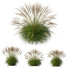 Trawa Molinia Caerulea Heidebraut Kleines Pfeifengras Version 04 - Pandora-land