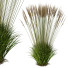 Trawa Plants Molinia Caerulea Heidebraut Kleines Pfeifengras Version 05 - Pandora-land