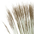 Trawa Plants Molinia Caerulea Heidebraut Kleines Pfeifengras Version 05 - Pandora-land