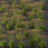 Trawa Plants Molinia Caerulea Heidebraut Kleines Pfeifengras Version 05 - Pandora-land