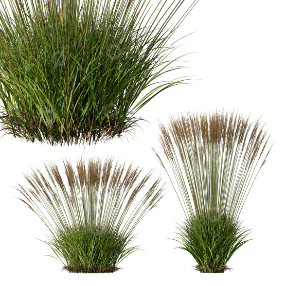 Trawa Plants Molinia Caerulea Heidebraut Kleines Pfeifengras Version 05 model 3D