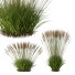 Trawa Plants Molinia Caerulea Heidebraut Kleines Pfeifengras Version 05 - Pandora-land