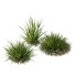 Trawa HQ Plants Molinia Caerulea Heidebraut Kleines Pfeifengras - Pandora-land