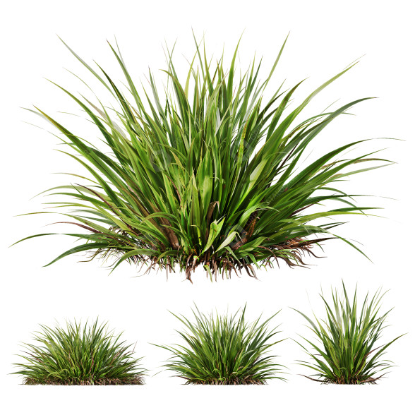 Trawa HQ Plants Molinia Caerulea Heidebraut Kleines Pfeifengras model 3D