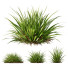 Trawa HQ Plants Molinia Caerulea Heidebraut Kleines Pfeifengras - Pandora-land