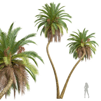 Palmen Phoenix sylvestris frucht