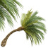 Palmen Phoenix sylvestris klein - Pandora-land
