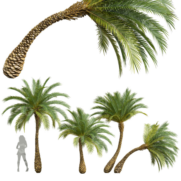 Palmen Phoenix sylvestris klein 3D-Modell