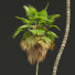 Palmas Pritchardia pacifica - Pandora-land
