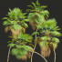 Palmas Pritchardia pacifica - Pandora-land
