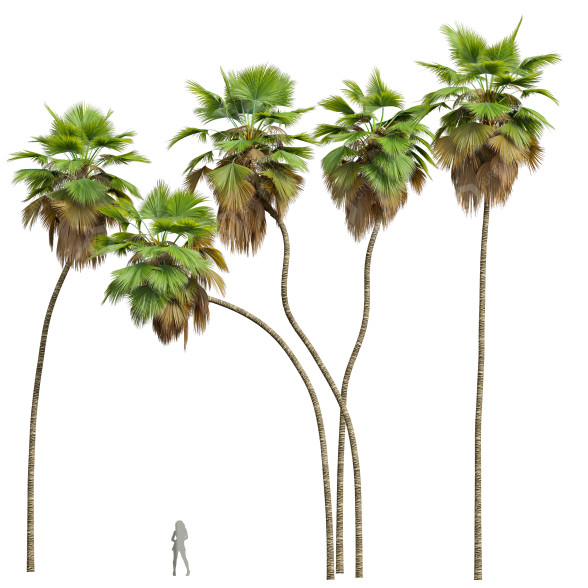 Palmas Pritchardia pacifica Modelo 3D