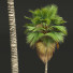 Palmen Pritchardia pacifica mittel - Pandora-land