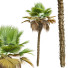 Palmen Pritchardia pacifica mittel - Pandora-land