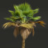 Palmen Pritchardia pacifica mittel - Pandora-land