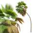 Palmen Pritchardia pacifica mittel - Pandora-land