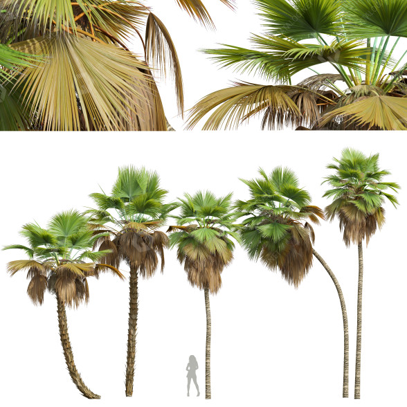Palmen Pritchardia pacifica mittel 3D-Modell