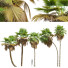 Palmen Pritchardia pacifica mittel - Pandora-land