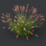 Trawa Pennisetum Alopecuroides Lampenputzergras Fountain Hameln Version 02 - Pandora-land