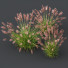 Trawa Pennisetum Alopecuroides Lampenputzergras Fountain Hameln Version 02 - Pandora-land