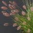Trawa Pennisetum Alopecuroides Lampenputzergras Fountain Hameln Version 02 - Pandora-land