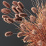 Trawa Pennisetum Alopecuroides Lampenputzergras Fountain Hameln Version 02 - Pandora-land
