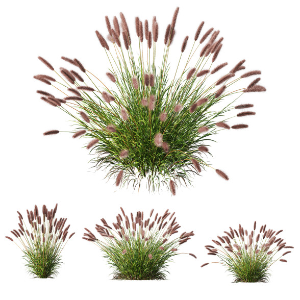 Trawa Pennisetum Alopecuroides Lampenputzergras Fountain Hameln Version 02 model 3D