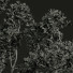 Дерево Камфорне Дерево - Pandora-land