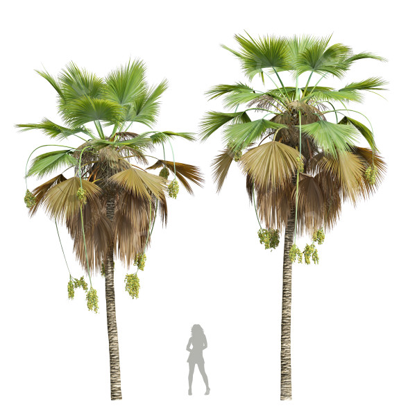 Palmas Pritchardia pacifica fruto mediano Modelo 3D