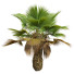 Palmy Pritchardia Pacifica Small - Pandora-land