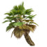 Palmy Pritchardia Pacifica Small - Pandora-land