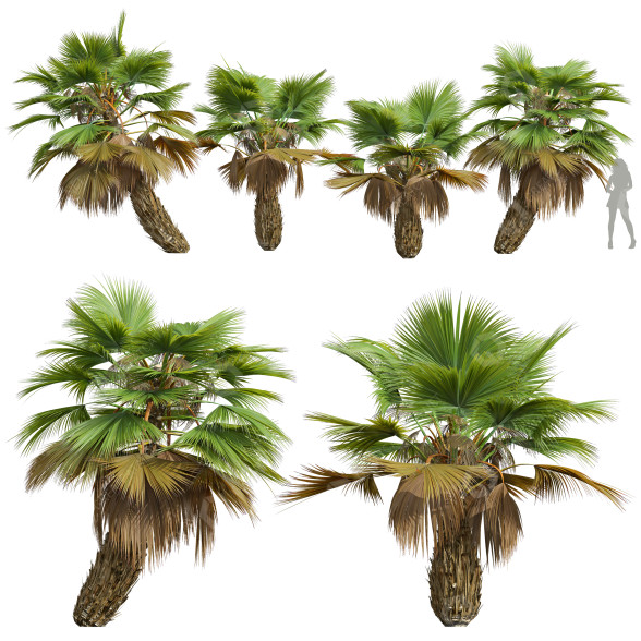 Palmy Pritchardia Pacifica Small model 3D