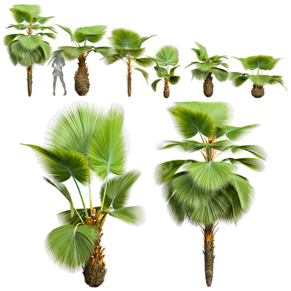 Palmy Pritchardia Pacifica Small Garden Decorative model 3D