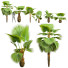 Palmy Pritchardia Pacifica Small Garden Decorative - Pandora-land