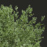 Árbol Nueva planta de alta definición haya americana - Pandora-land