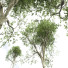 Árbol Nueva planta de alta definición haya americana - Pandora-land