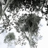 Árbol Nueva planta de alta definición haya americana - Pandora-land