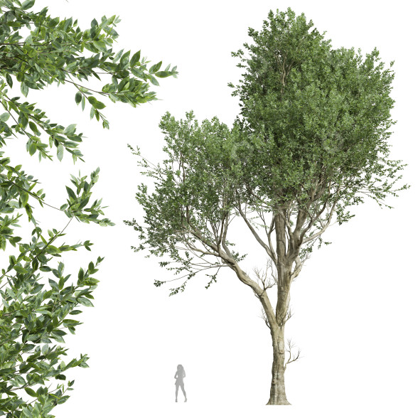 Árbol Nueva planta de alta definición haya americana Modelo 3D