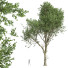 Árbol Nueva planta de alta definición haya americana - Pandora-land