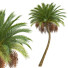 Palmy New Plant High Detail Phoenix Sylvestris Fruit Meduim - Pandora-land
