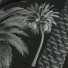 Palmy New Plant High Detail Phoenix Sylvestris Fruit Meduim - Pandora-land