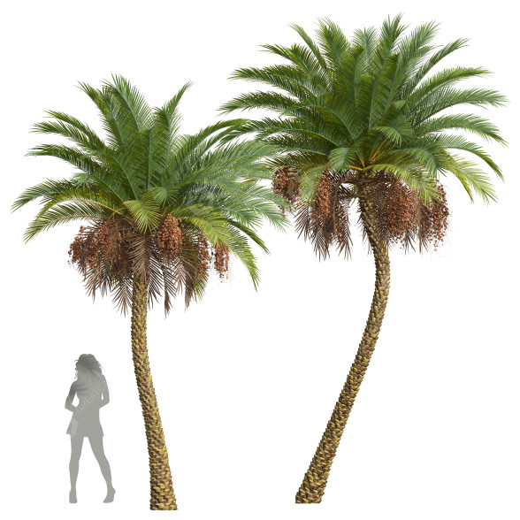 Palmy New Plant High Detail Phoenix Sylvestris Fruit Meduim model 3D