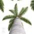 Palmy Roystonea Regia - Pandora-land